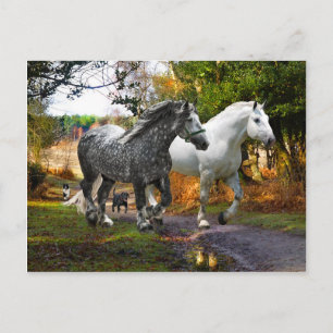 "In From the Meadow" Postcard
