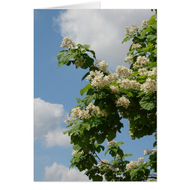 In Full Bloom (Front)