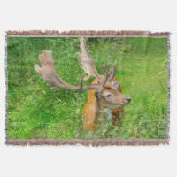 In hiding - little deer - wildlife photography
