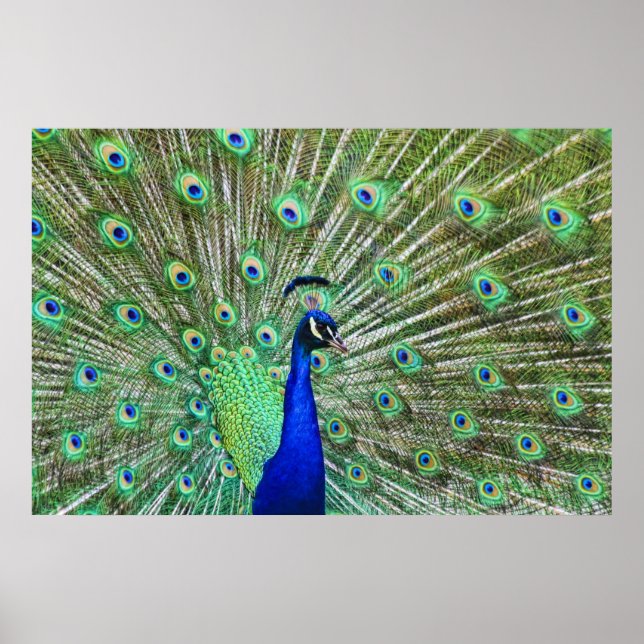 In Living Colour Poster (Front)