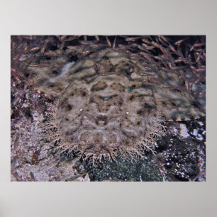 In Plain Sight Poster