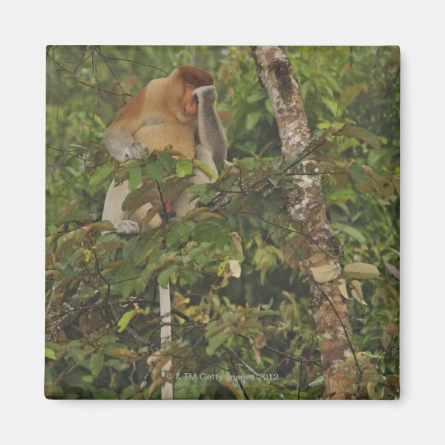 in rain forest, Borneo Island, Malaysia Magnet (Front)