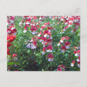 In rare colours bred horned violets in postcard