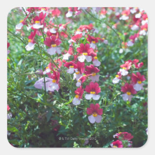 In rare colours bred horned violets in square sticker