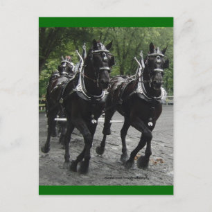 In Step -- Draught Horses Postcard