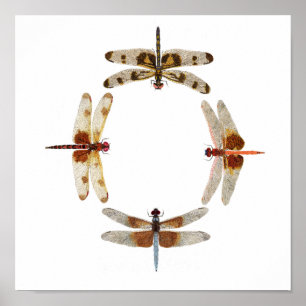 In Sync- Circle of Dragonflies Art Poster