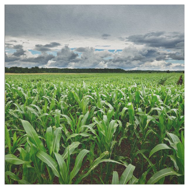 In The Corn Field Fabric (Swatch)