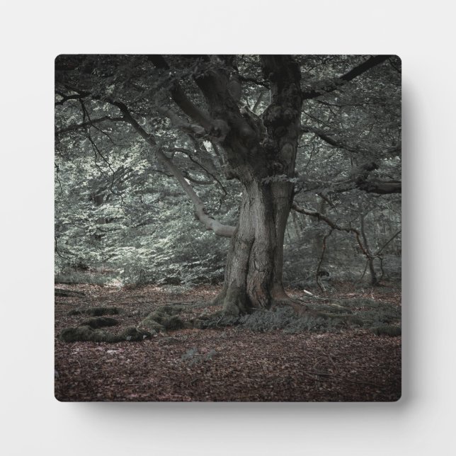 In the fairytale forest   plaque (Front)