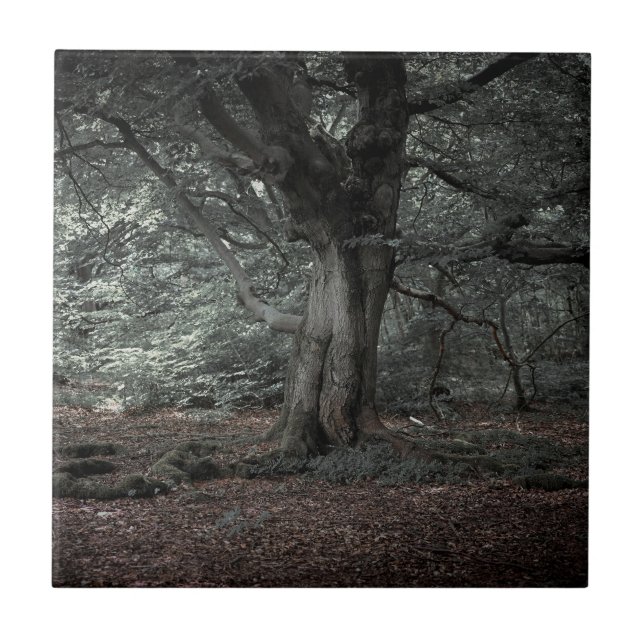 In the fairytale forest     tile (Front)