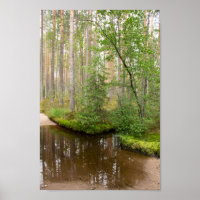 In the forest after the rain