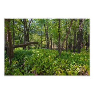 in the forest at fort snelling state park photo print