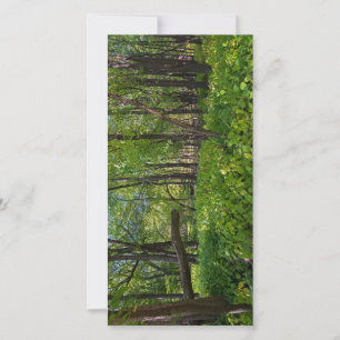 in the forest at fort snelling state park thank you card