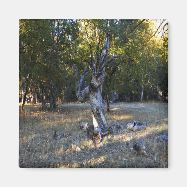 In the Forest.... Magnet (Front)