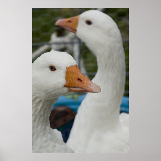 In the Fowl Barn Poster (Front)