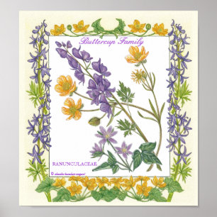 In The Garden ~ Buttercup Family Poster