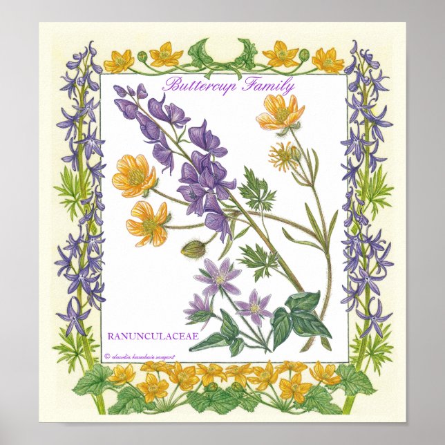 In The Garden ~ Buttercup Family Poster (Front)