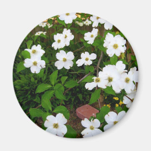 In The Garden ~ Dogwood Blossoms Magnet