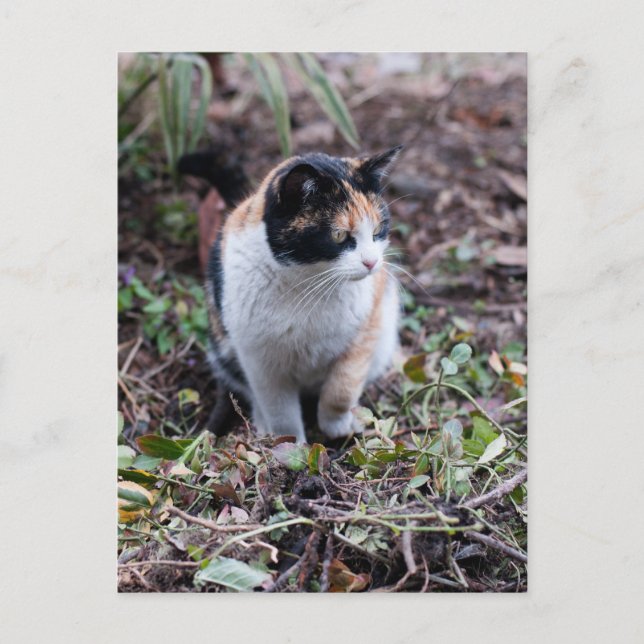 In the garden - Postcard (Front)