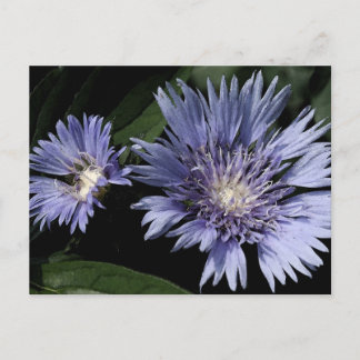 In the Garden Postcard