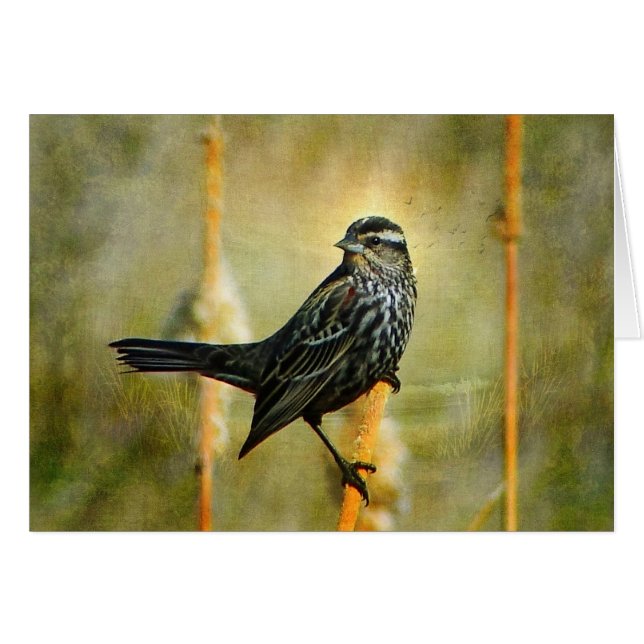In the Limelight Blackbird Greeting Card (Front Horizontal)