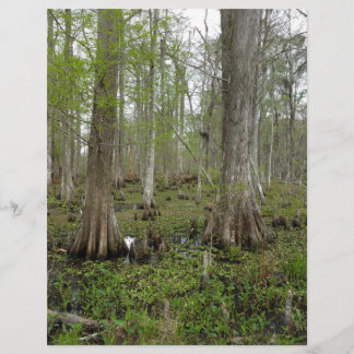 In the Swamp