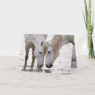 In the Water at Dawn Horse Greeting Card