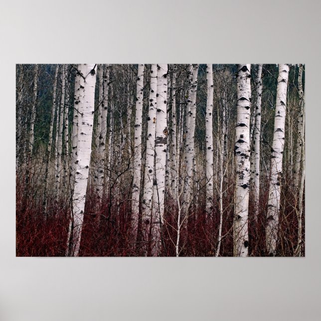 In The Woods. Poster (Front)