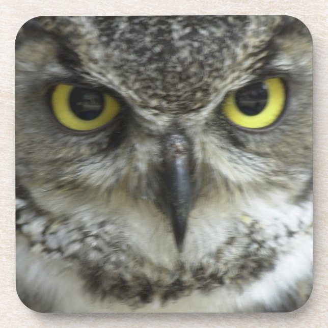 In Your Face Owl Coaster (Front)