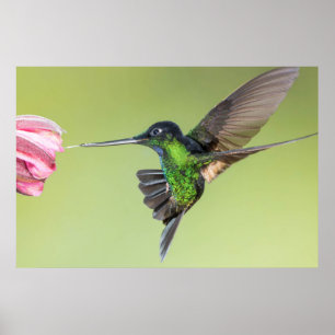 Inca Hummingbird in Flight Pose Poster