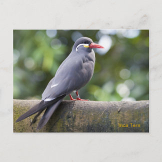 Inca Tern Postcard