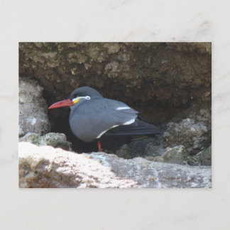 Inca Tern Postcard