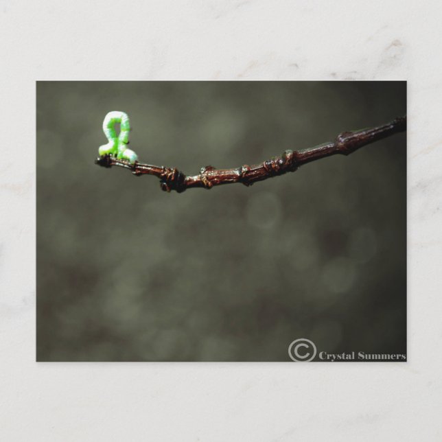 Inchworm Postcard (Front)