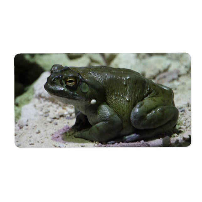 Incilius alvarius (Front)