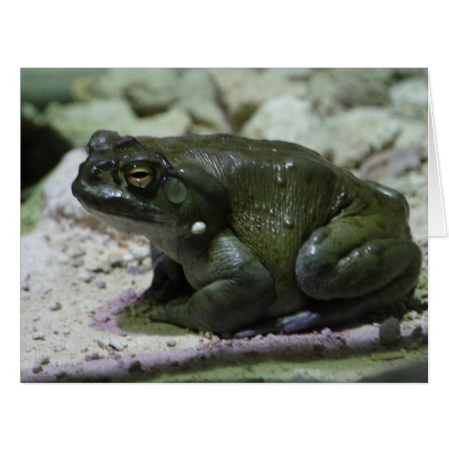 Incilius alvarius (Front Horizontal)