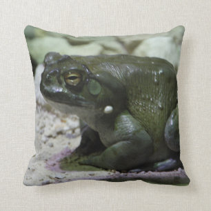 Incilius alvarius cushion