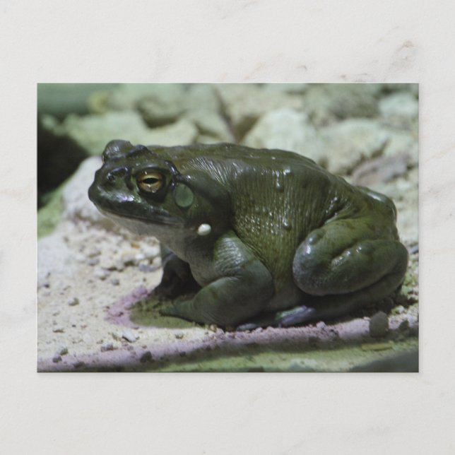 Incilius alvarius postcard (Front)