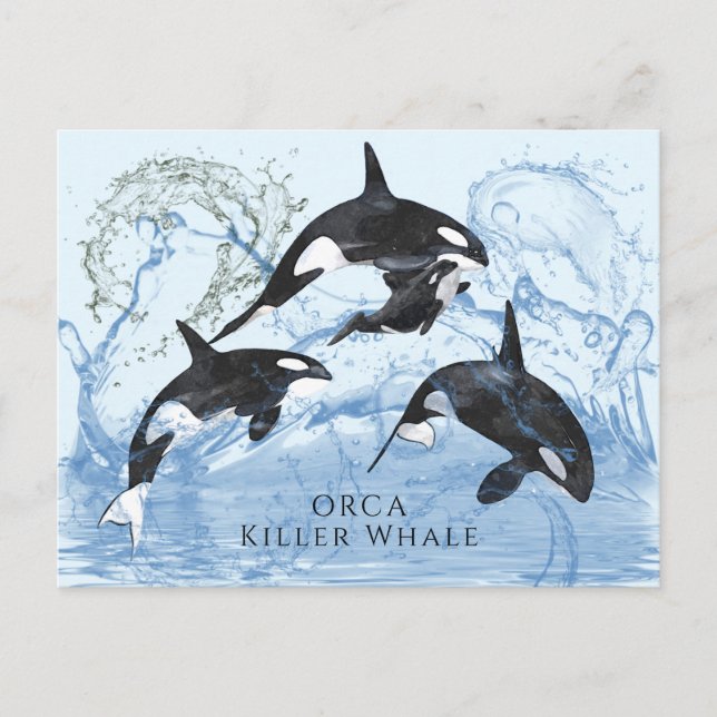 Incredible Black and White Watercolor Orcas Postcard (Front)