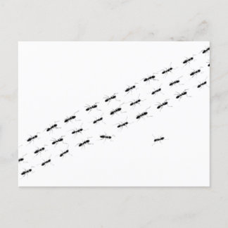 Independent Ants Postcard