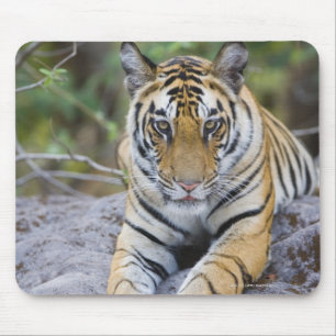 India, Bandhavgarh National Park, tiger cub Mouse Pad
