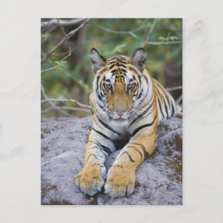 India, Bandhavgarh National Park, tiger cub Postcard