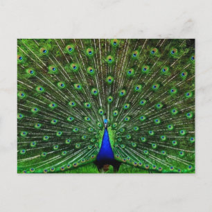 India Blue Peacock Postcard