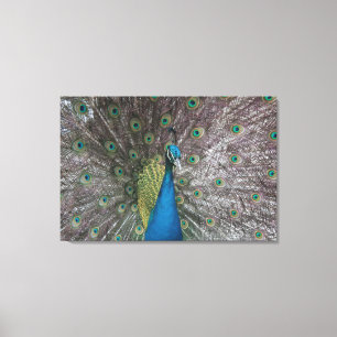 India Blue Peacock Triptych Canvas Print