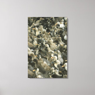 India Canvas Print