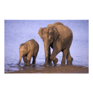 India, Nagarhole National Park. Asian elephant Photo Print