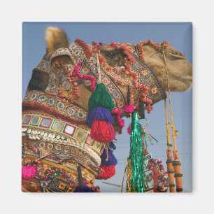INDIA, Rajasthan, Pushkar: PUSHKAR CAMEL FAIR, Magnet