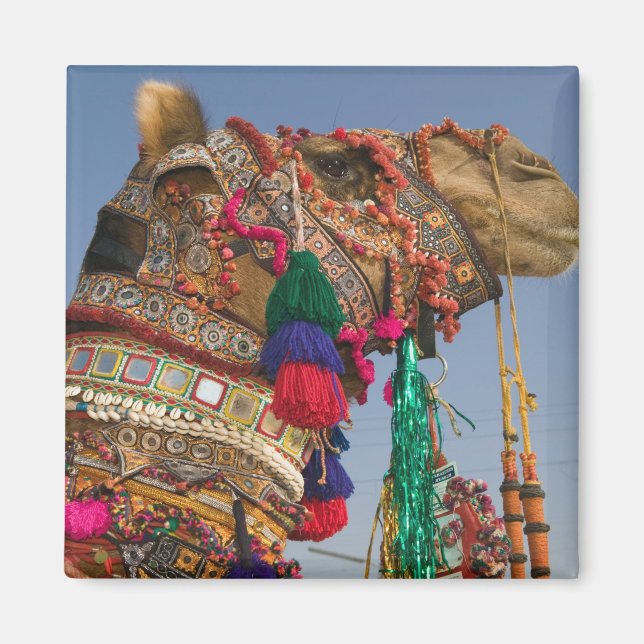 INDIA, Rajasthan, Pushkar: PUSHKAR CAMEL FAIR, Magnet (Front)