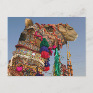 INDIA, Rajasthan, Pushkar: PUSHKAR CAMEL FAIR, Postcard