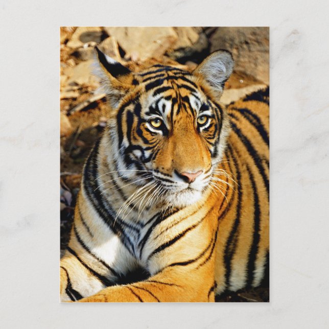 India, Sawai Madhopur, Ranthambore National Postcard (Front)