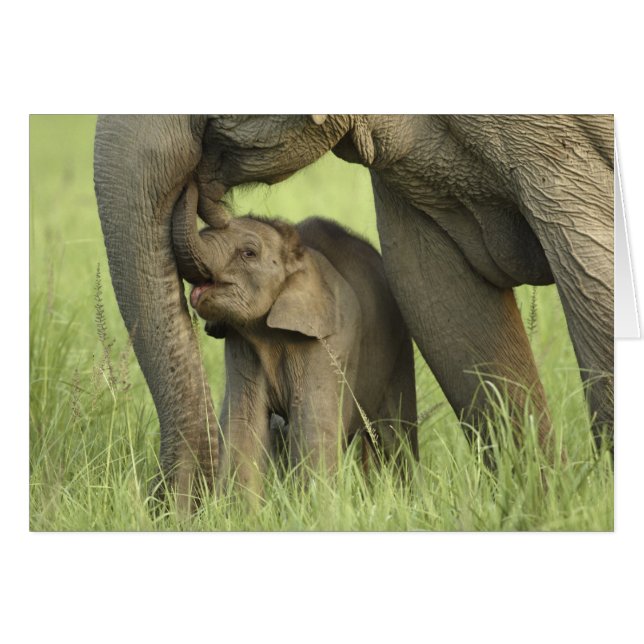 Indian / Asian Elephant and young one,Corbett 2 (Front Horizontal)