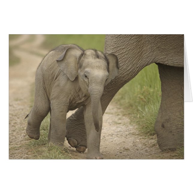 Indian / Asian Elephant and young one,Corbett 2 (Front Horizontal)